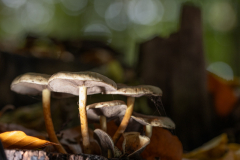 Foto: Simon Wachenhausen