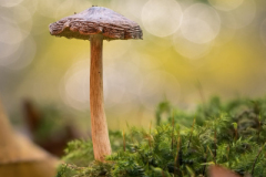 Foto: Alexander Fischer