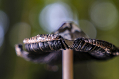 Foto: Christa Schmidt