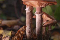 Foto: Christa Schmidt