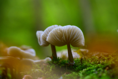 Foto: Christian Besendahl