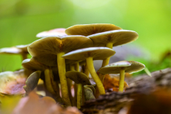 Foto: Christian Besendahl