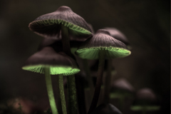 Foto: Detlef Ziesemer-Mühle