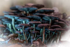 Foto: Detlef Ziesemer-Mühle