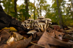 Simon5e9d66bc-102e-41aa-ae68-c747a93f0bcf