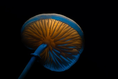 Foto: Alexander Fischer