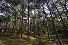 Foto: Marc Chérestal