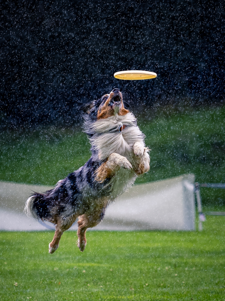 Alexander-Fischer - Action im Sport