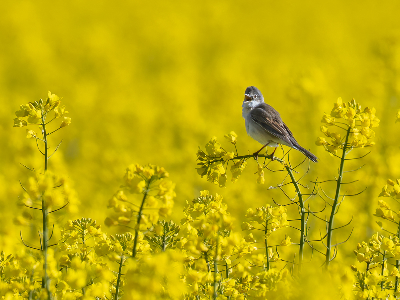Andreas-Kaiser - Farben der Natur