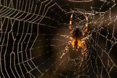 45 Kreuzspinne, Totes Moor Poggenhagen Foto: Anne Marquard