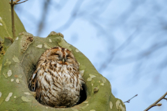 47 Eule Foto: Angelika Schütz-Engels