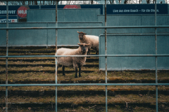 06 Rasenmäher, Hannover Foto: Simon Wachenhausen