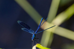 48 Blauflügel-Prachtlibelle an der Wietze Foto: Evelin Schaper