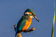 49 Eisvogel in der Abendsonne Foto: Evelin Schaper