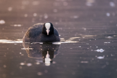 54 Blickkontakt Foto: Alexander Fischer