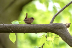 55 Klein, aber lautstark- Zaunkönig Foto: Marei Wächter