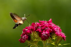 58 Foto: Detlef Ziesemer-Mühle