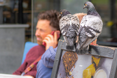 19 Der soll bestellen und nicht quatschen Foto: Ralph Wecks