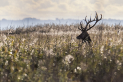 60 Hirsch Foto: Sandra Schäfer