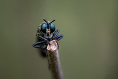 Foto: Alexander Fischer