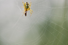 Foto: Alexander Fischer