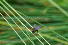 Foto: Friedhelm Poschadel