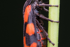 Foto: Jan Hoelzel