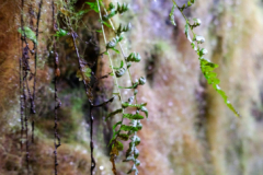 Foto: Angelika Schütz-Engels