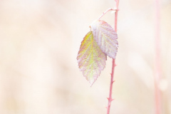 Fotografin: Anne Lehmann