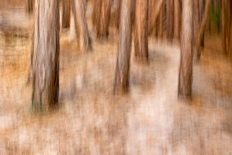 Abends im Kiefernwald
