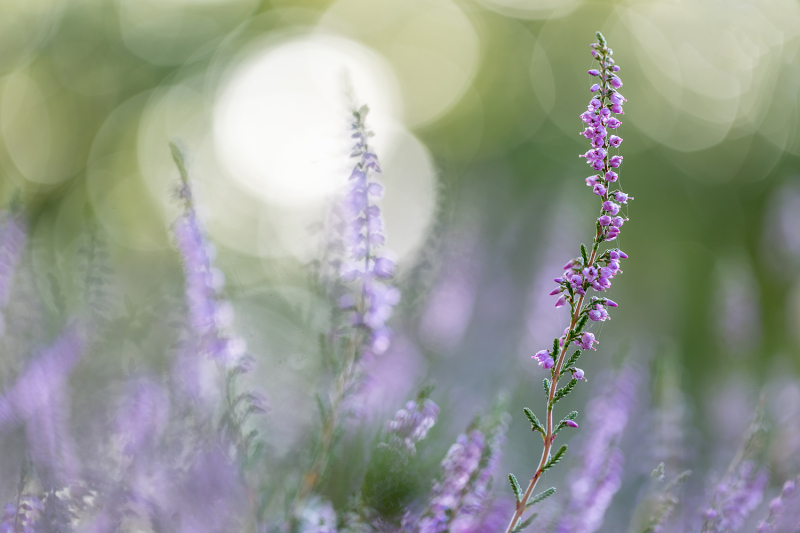 Ein Hauch von Violett