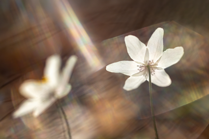 Flüchtiges Licht