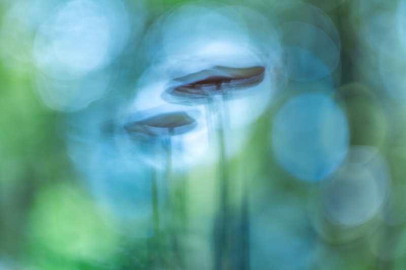 Lichtgestalten
