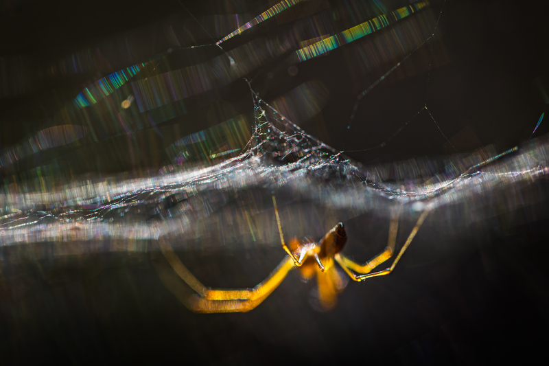 Netz aus Licht
