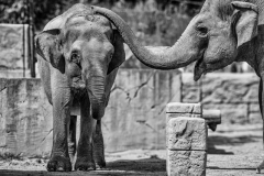 Zoo Fotograf: Dieter Schmidt