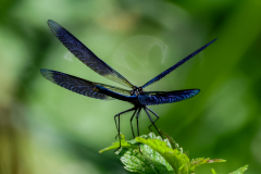 Prachtlibelle Fotografin: Evelin Schaper