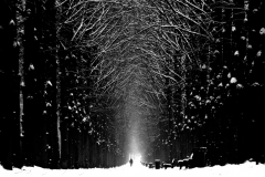 Herrenhäuser Allee im Winter Fotografin: Diana Schmidt