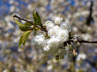 AFTER WORK FOTOWALK // Herzlich Willkommen zur Japanischen Kirschblüte in Hannover