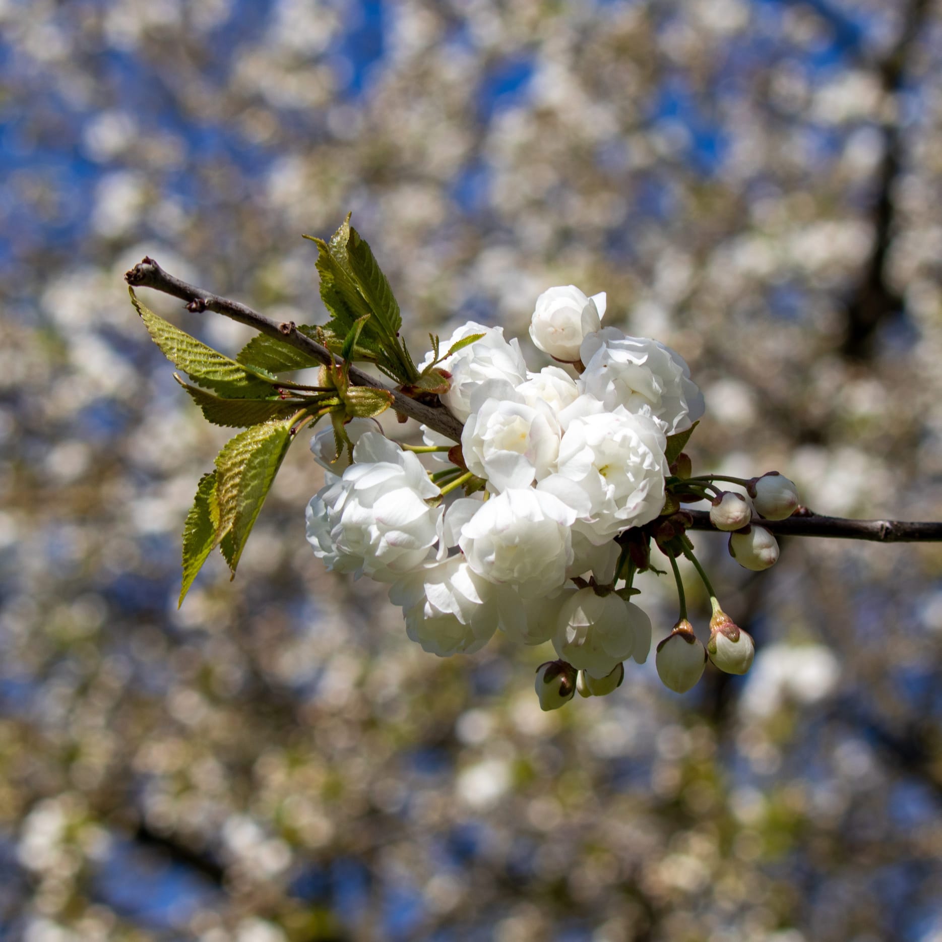 AFTER WORK FOTOWALK // Herzlich Willkommen zur Japanischen Kirschblüte in Hannover