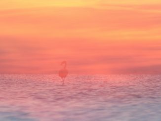 Malen mit der Kamera Foto: Anja Mickel