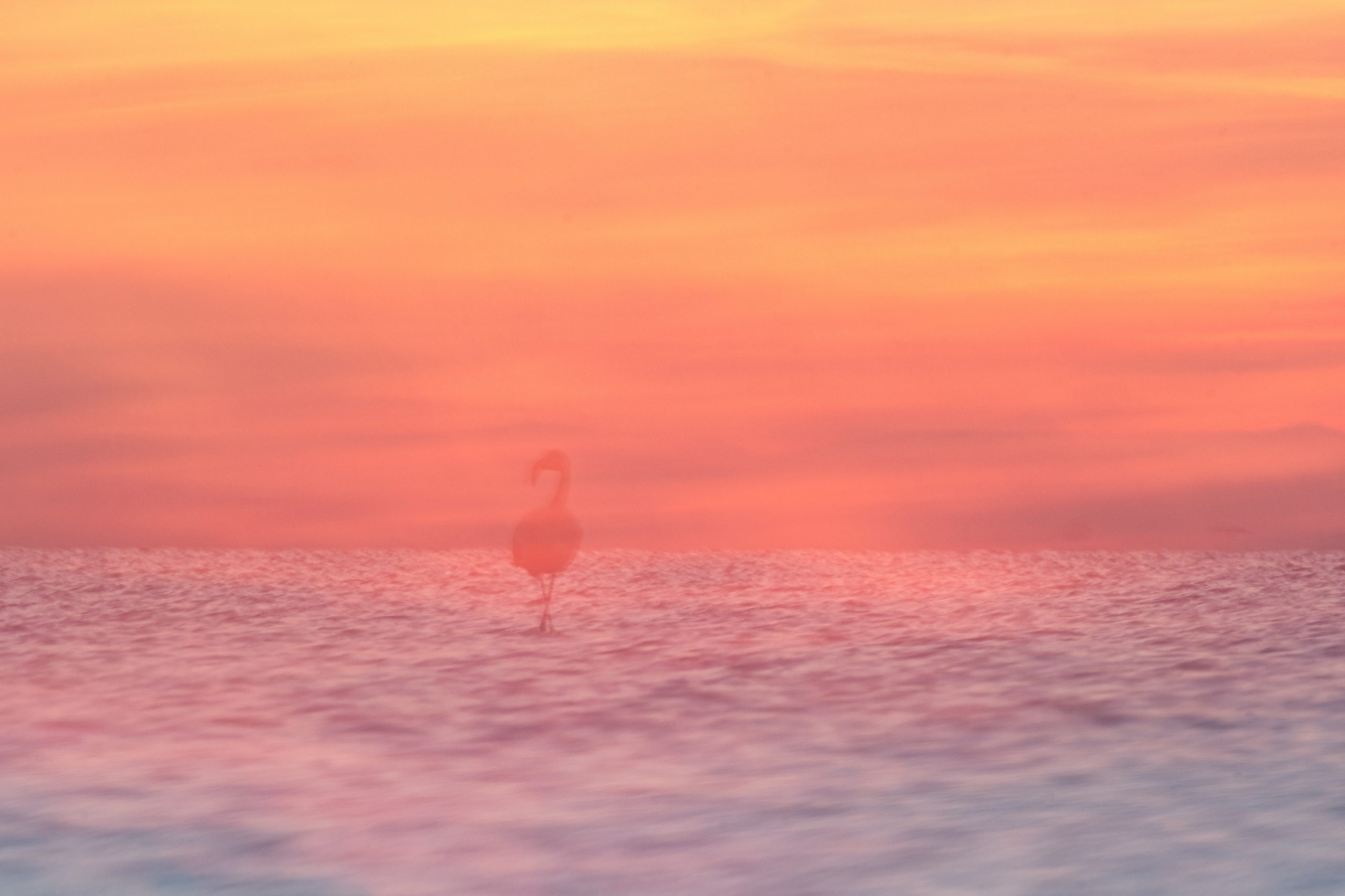 Malen mit der Kamera Foto: Anja Mickel